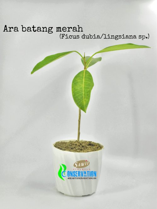 Ara Batang Merah (Ficus Dubia)