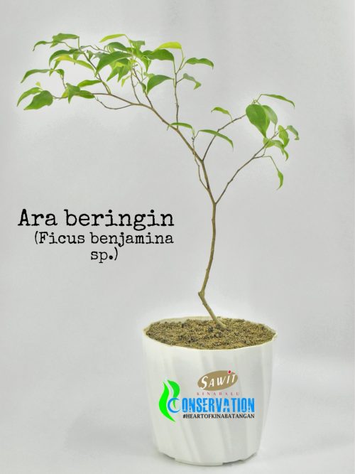 Ara Beringin (Ficus Benjamina)