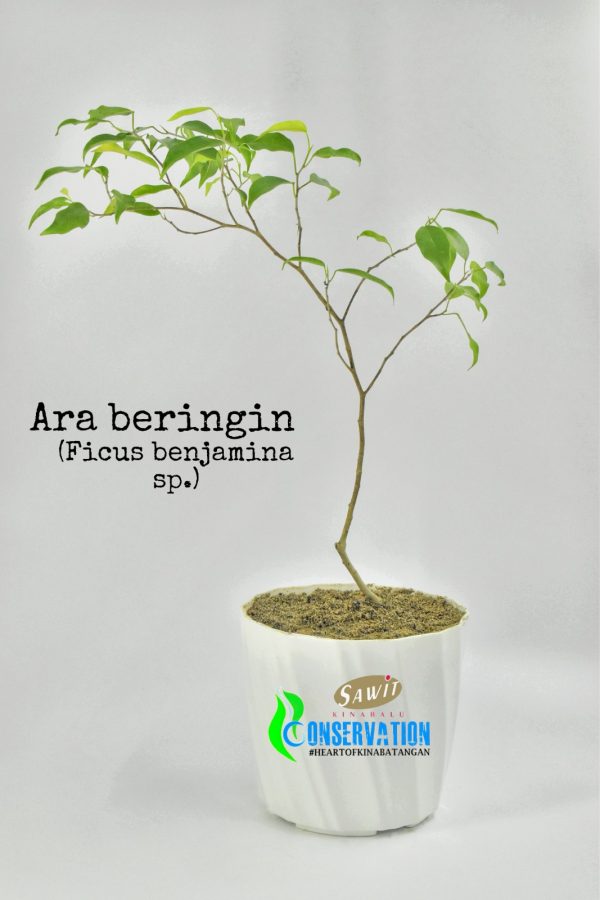 Ara Beringin (Ficus Benjamina)