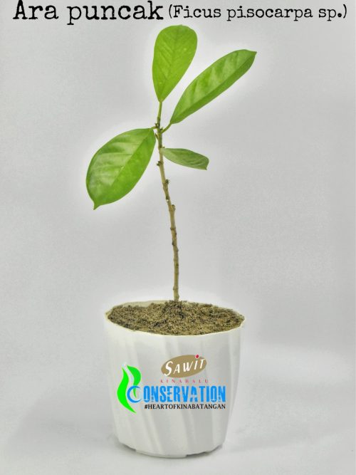 Ara Puncak (Ficus Pisocarpa)