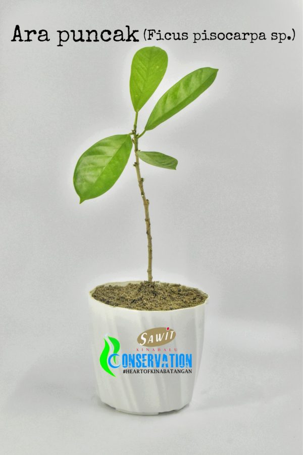 Ara Puncak Ara Puncak (Ficus Pisocarpa)