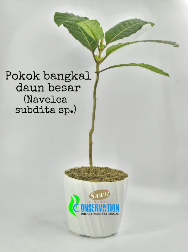 Bangkal Daun Besar (Nauclea orientalis)