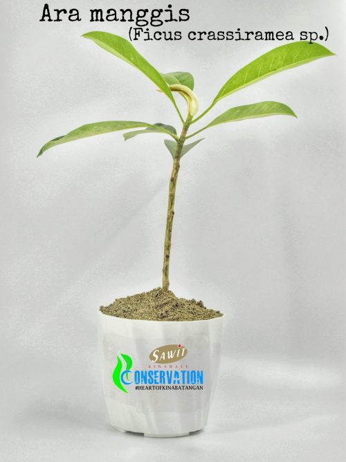 Ara manggis (Ficus Crassiramea)