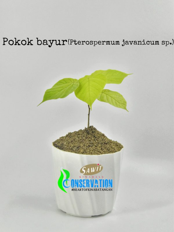 Bayur (Pterospermum acerifolium)