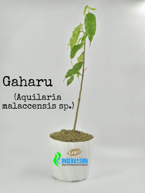 Gaharu (Aquilaria Malaccensis)