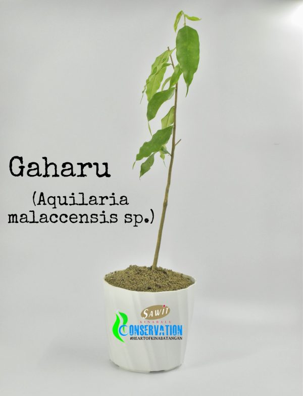 Pokok Gaharu Gaharu (Aquilaria Malaccensis)