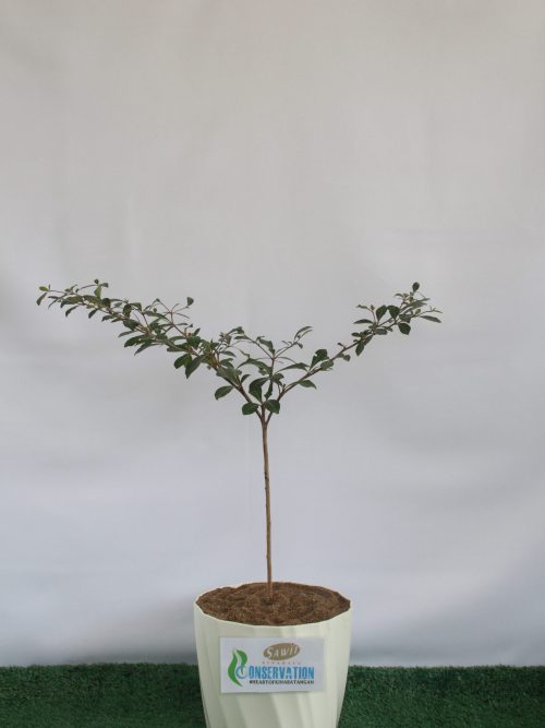 Pokok Doa (Bucida Molineti)