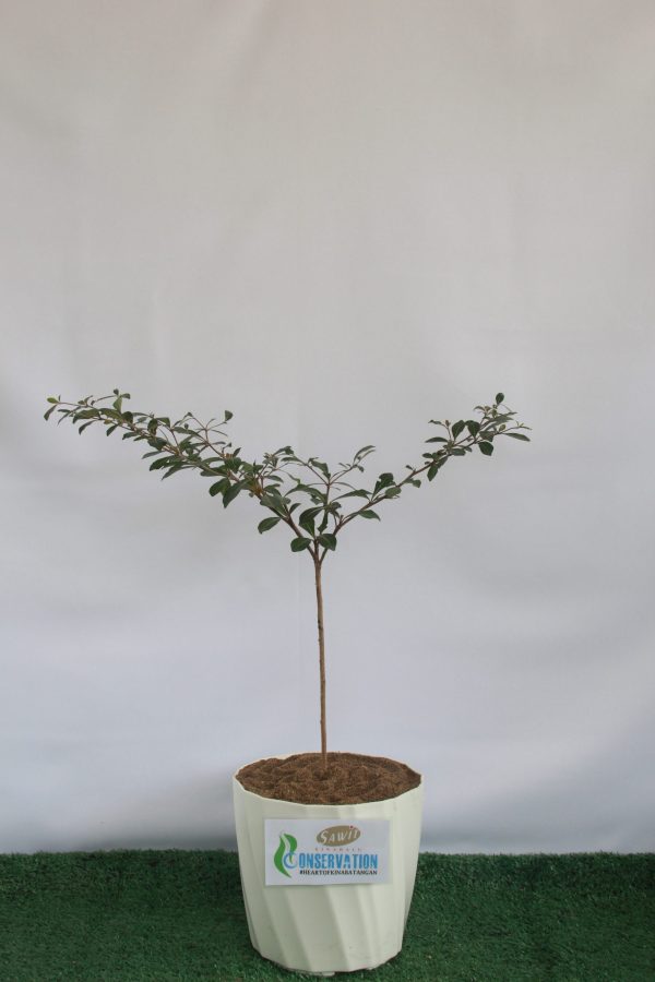 Bucida molinetii (Pokok Doa) Pokok Doa (Bucida Molineti)