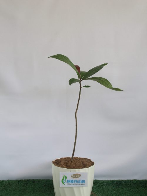 Simpoh Laki (Dillenia Excelsa)