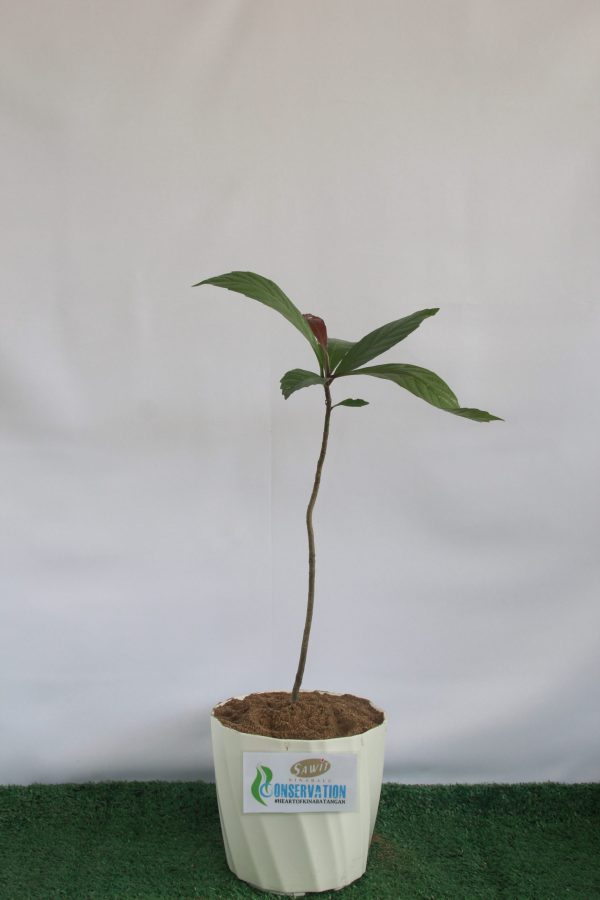 Simpoh Laki (Dillenia Excelsa)