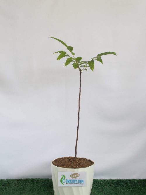 Sengkuang (Dracontomelon dao)