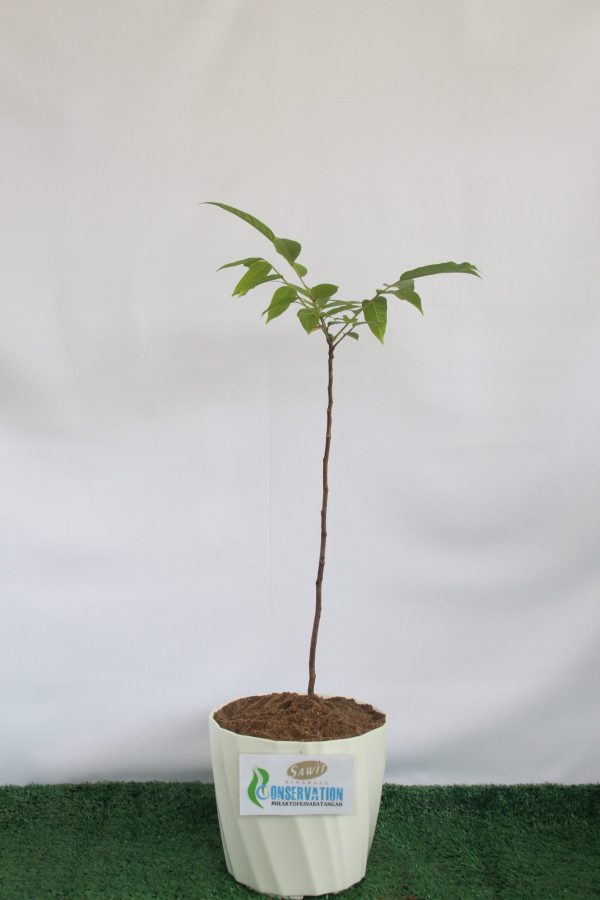 Sengkuang (Dracontomelon dao)