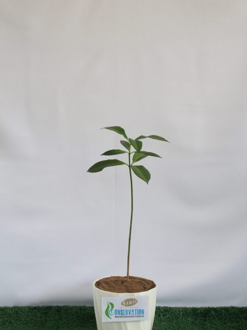 Jelutong (Dyera costulata)