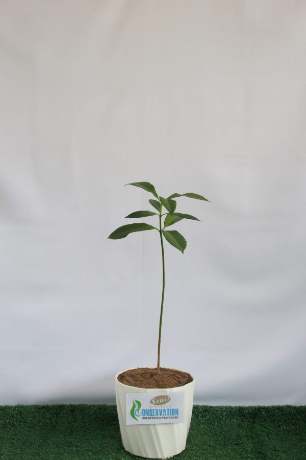 Dyera costulata (Jelutong) Jelutong (Dyera costulata)