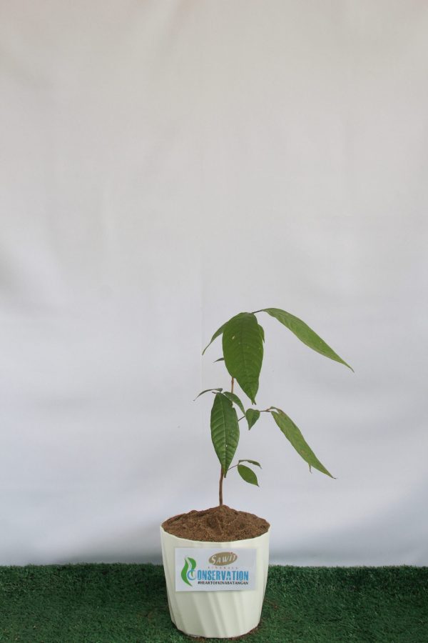 Mata Kucing (Euphoria sp)