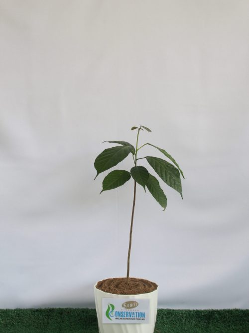 Malatus Paya (Mallotus Muticus)