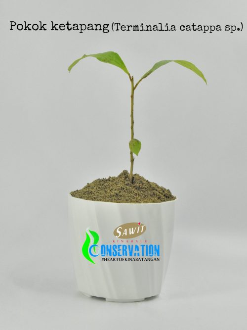 Ketapang Paya (Terminalia Catappa)