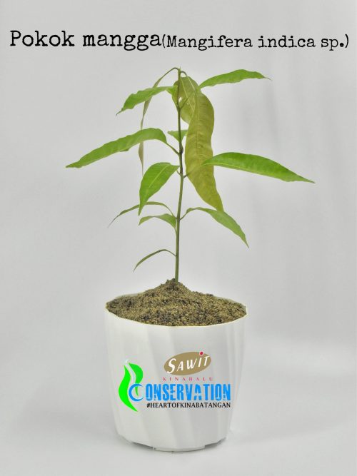 Mangga (Mangifera indica)