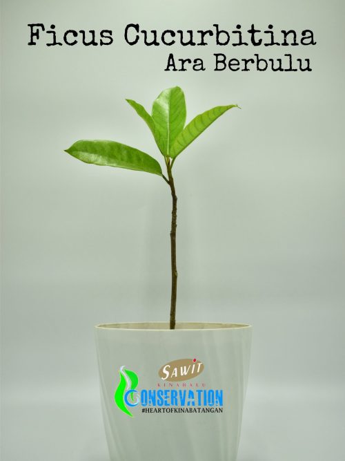 Ara Berbulu (Ficus Cucurbitina)