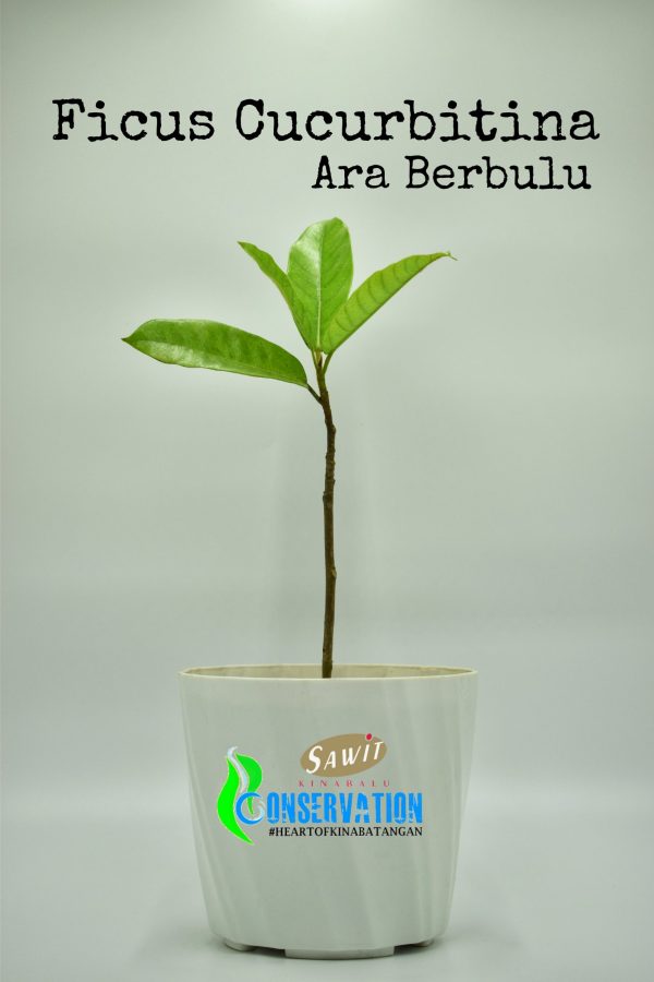 Ara Berbulu (Ficus Cucurbitina)